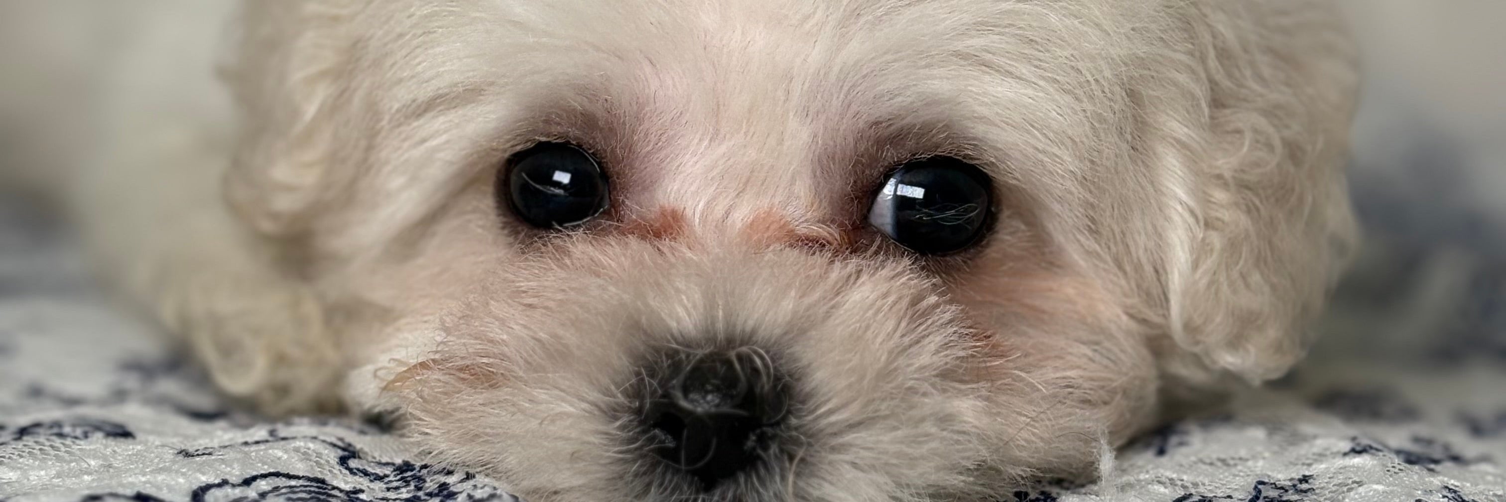 ADELE PETSの画像
