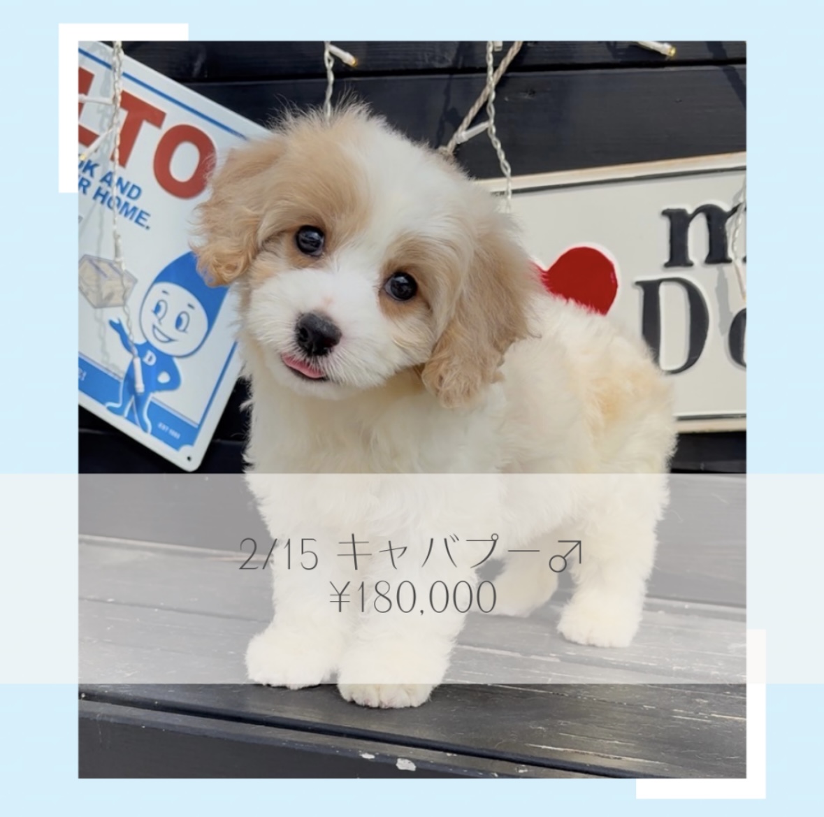 2025.2.15生キャバプーくんの画像