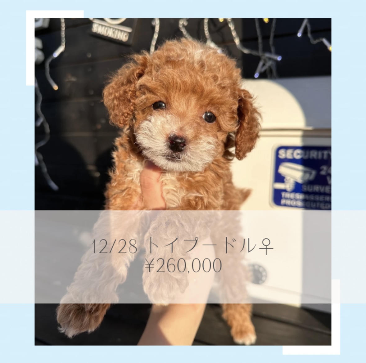 2024.12.28生トイプードルちゃん／パーティの画像