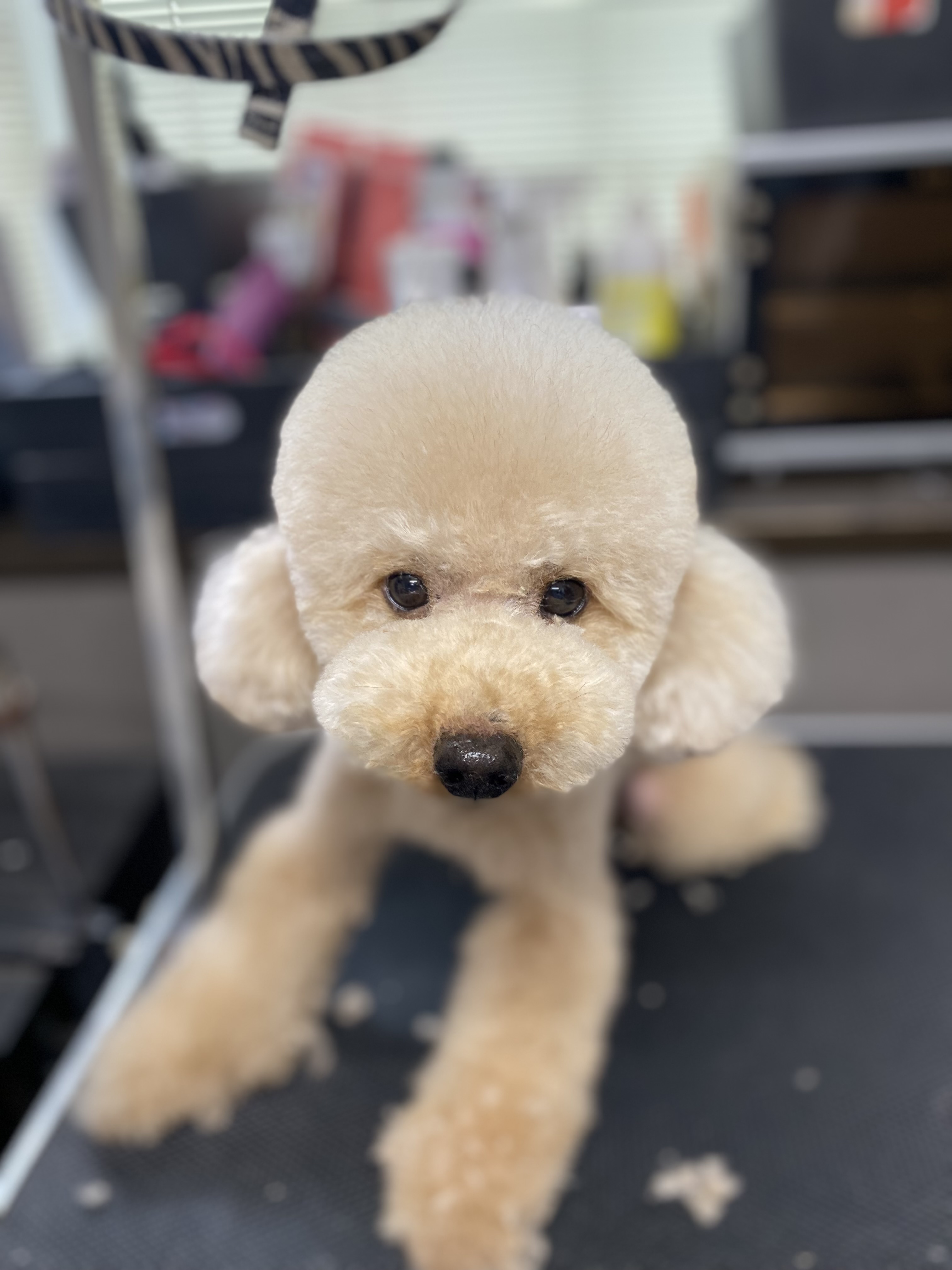 テディベアカット🧸の画像