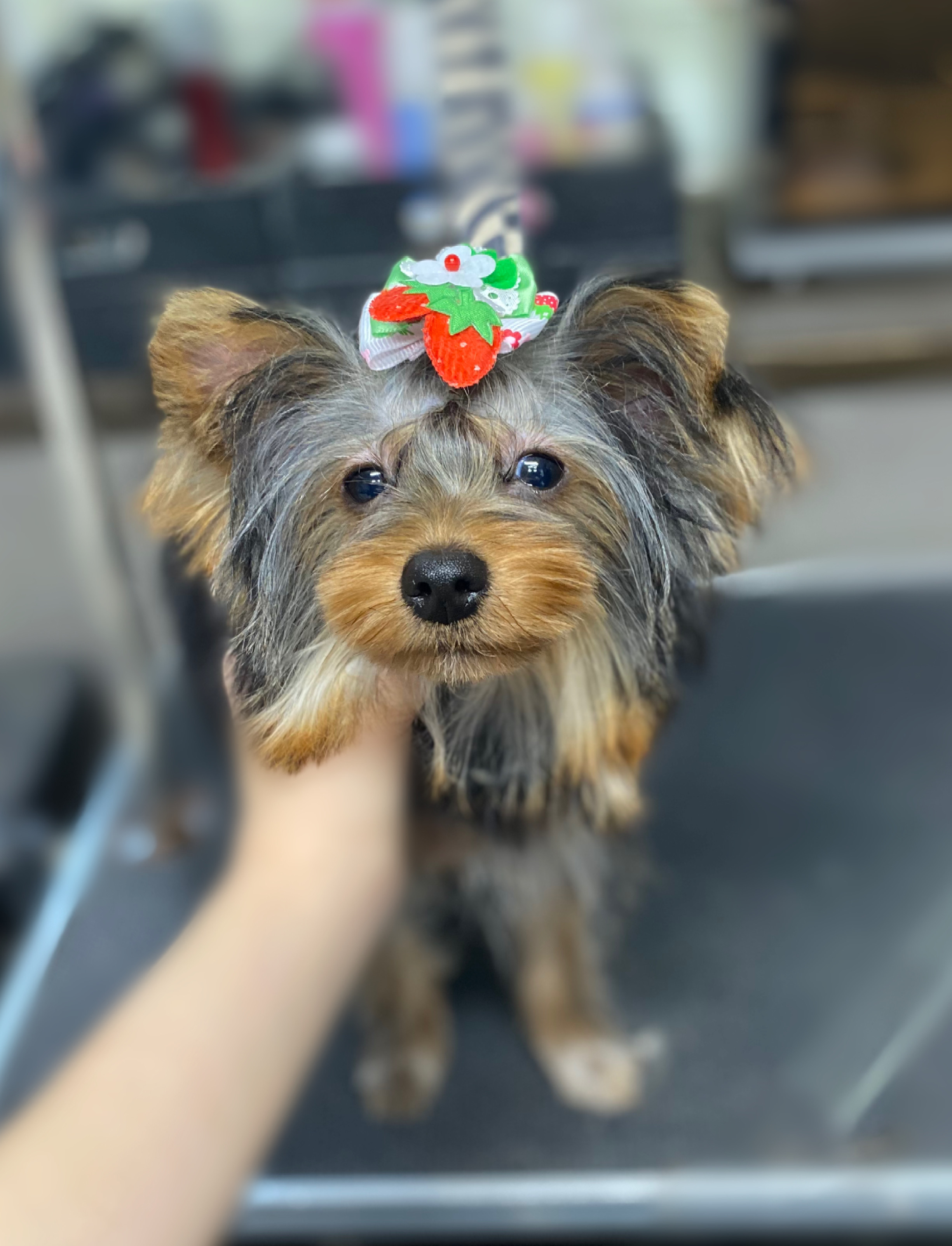 ヨーキーADELEカット✂️の画像