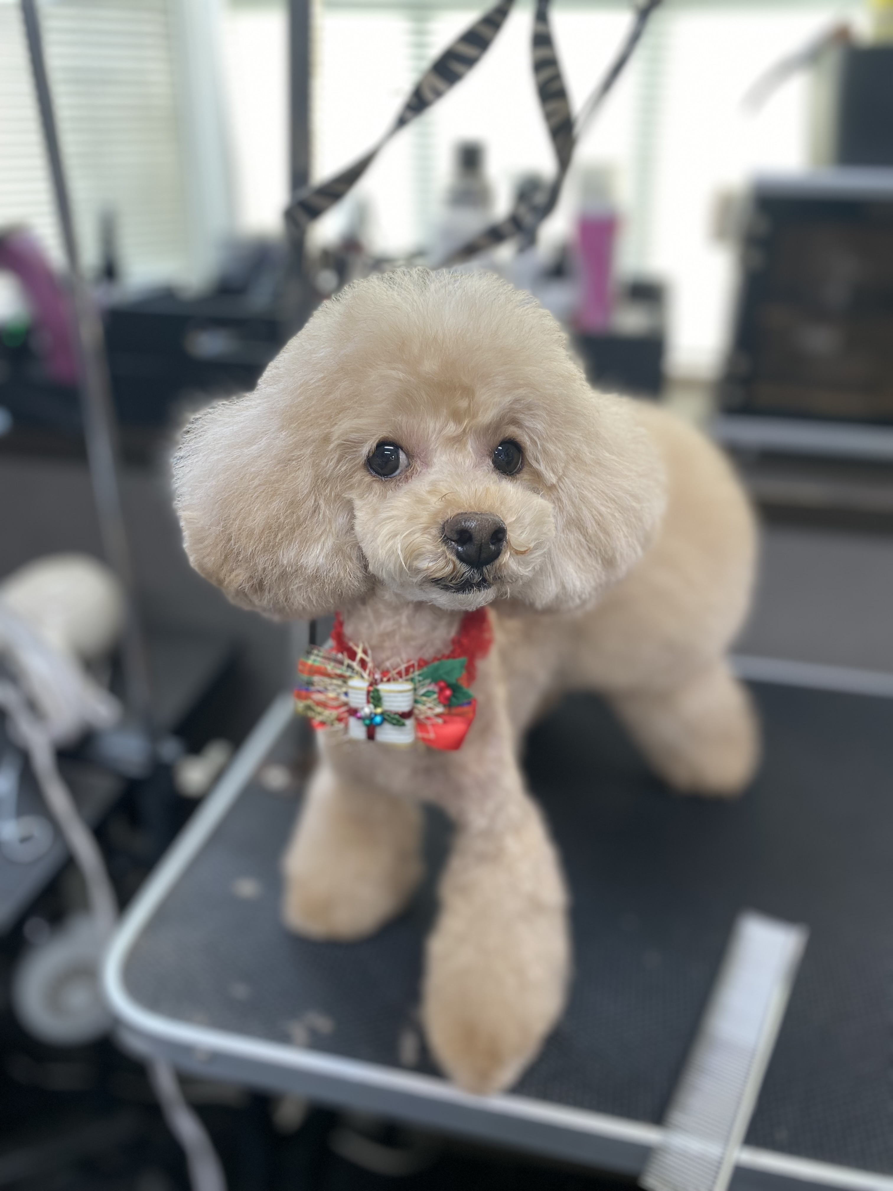 ふんわりニュアンス風ベアカット🧸の画像