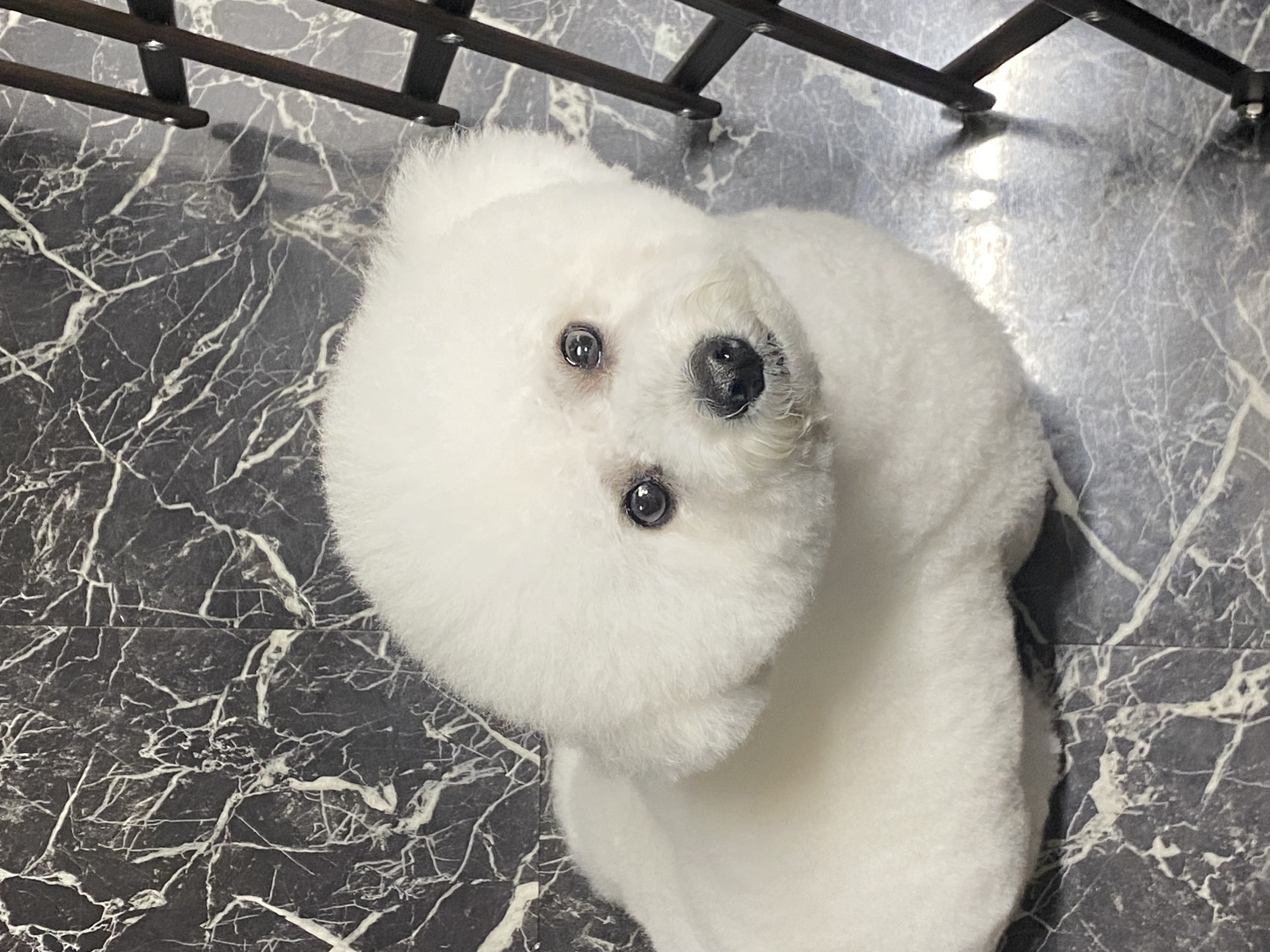 ビションまんまるカット✂️の画像