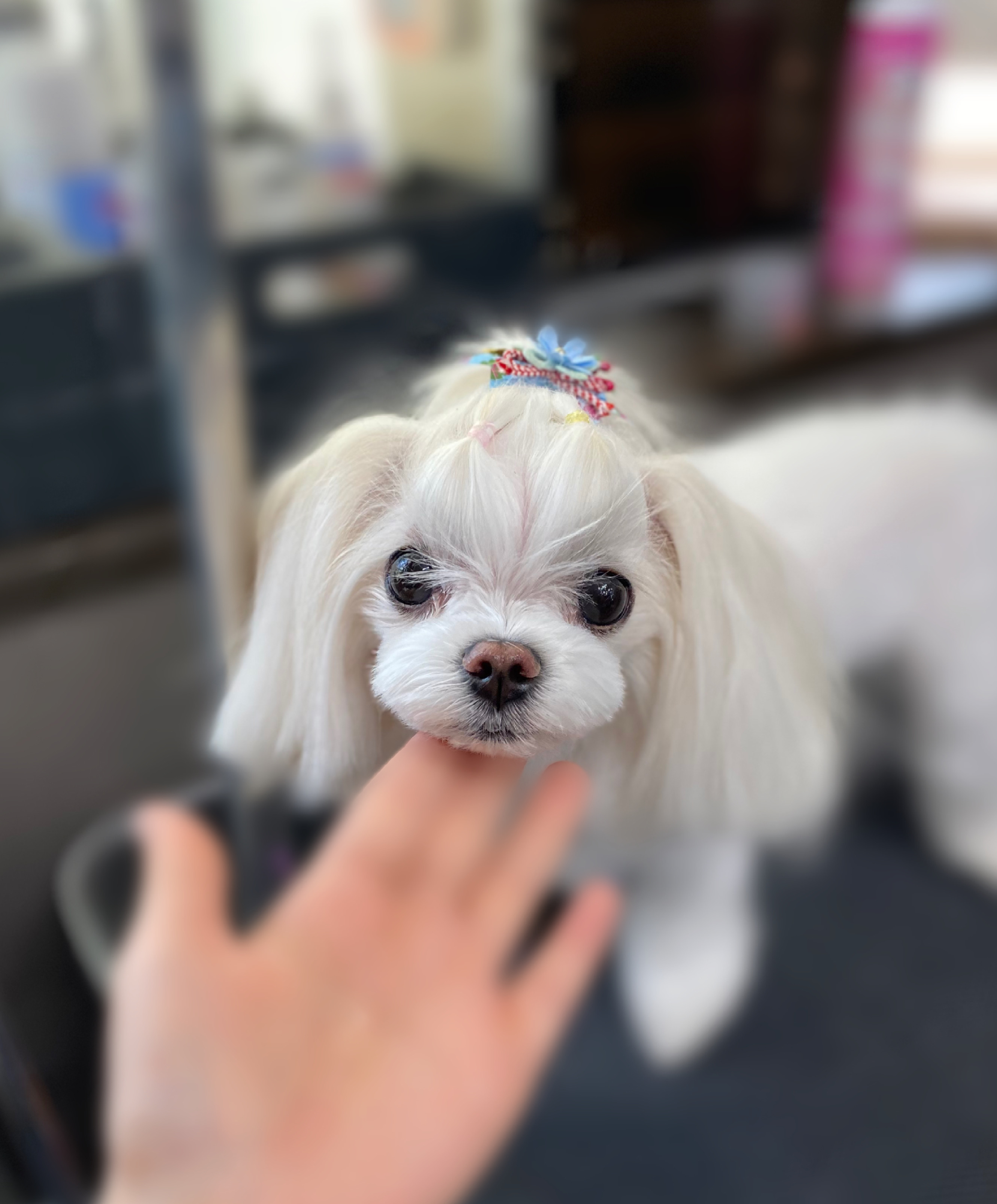 マルチーズADELEカット✂️の画像
