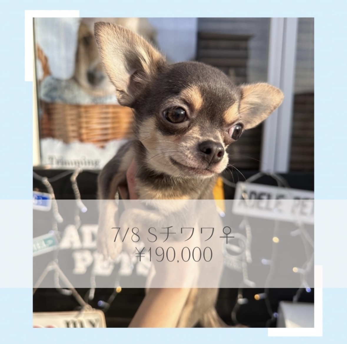 チワワ(S)/ご家族募集中の画像