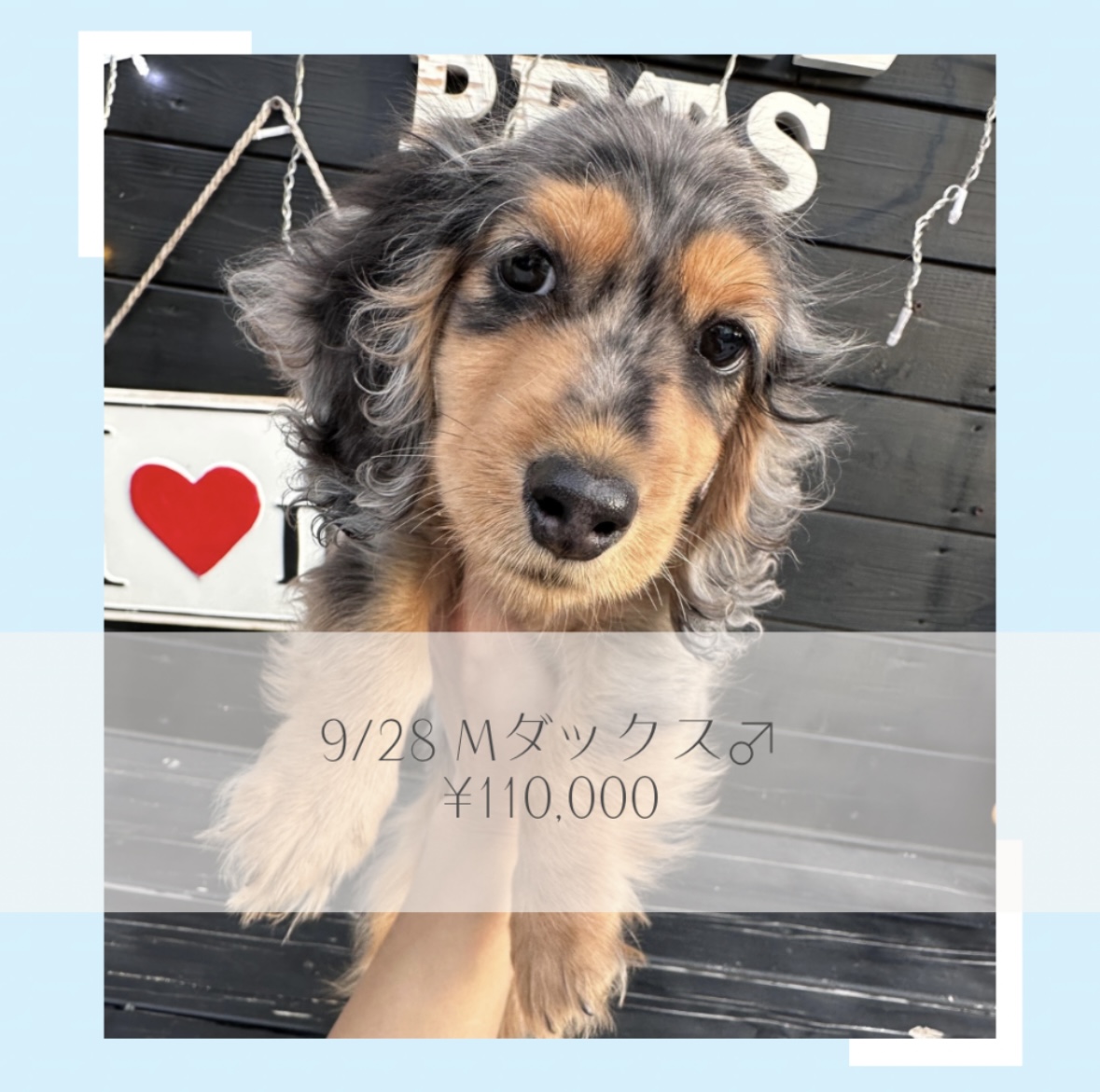 Mダックス/ご家族募集中の画像