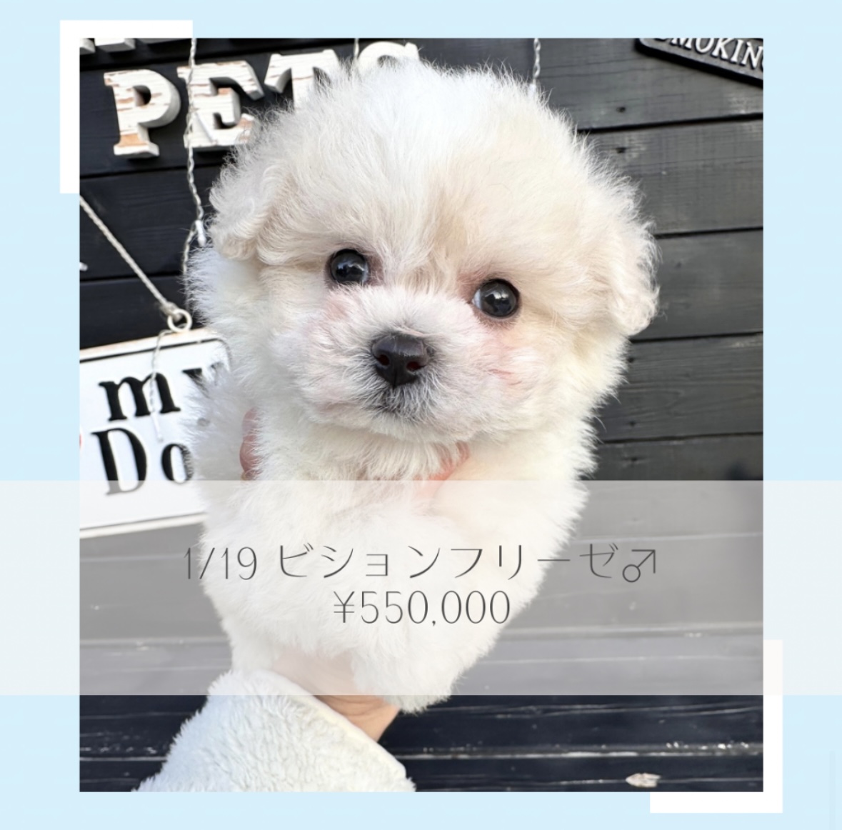 ビション/ご家族募集中の画像