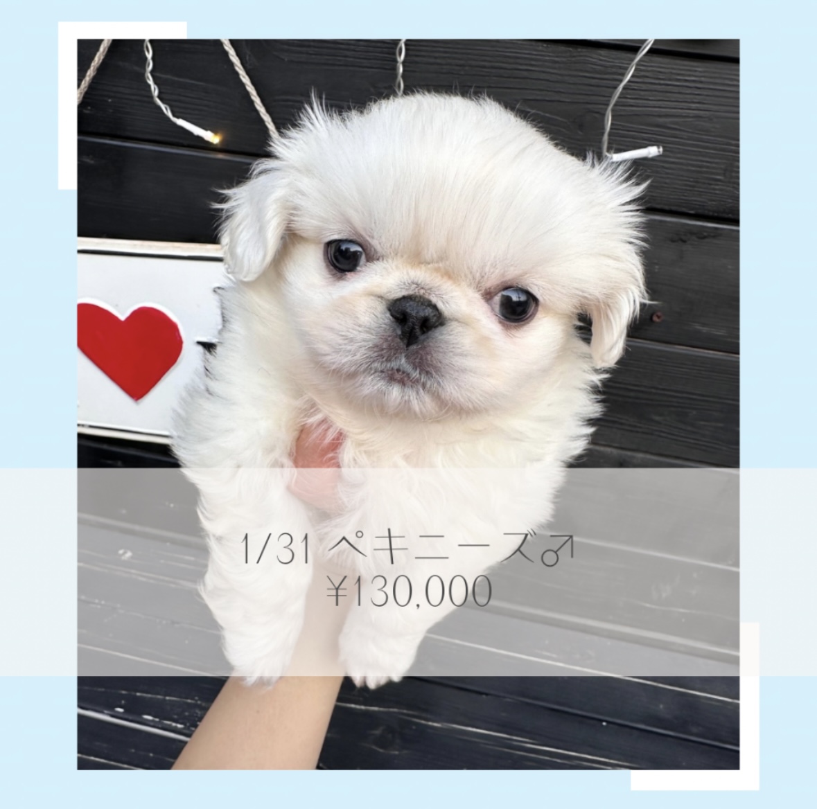 ペキニーズ/ご家族募集中の画像