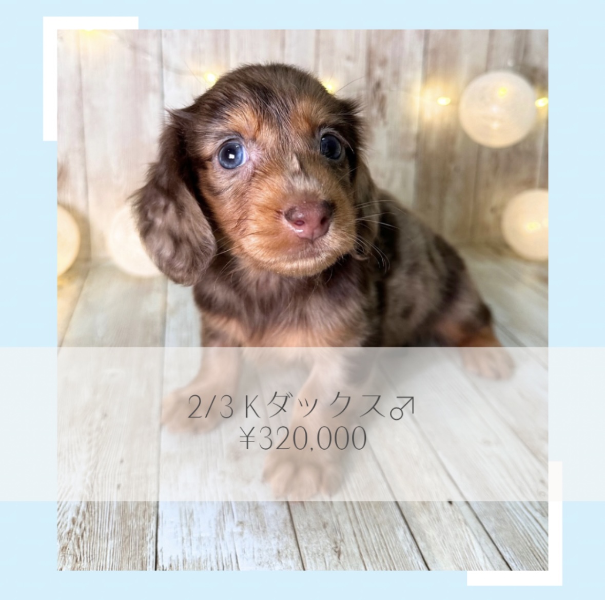 Kダックス/ご家族募集中の画像
