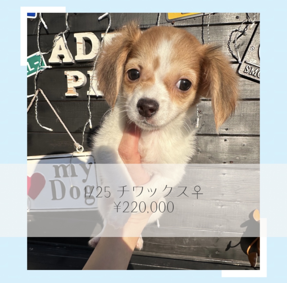 チワックス/ご家族募集中の画像