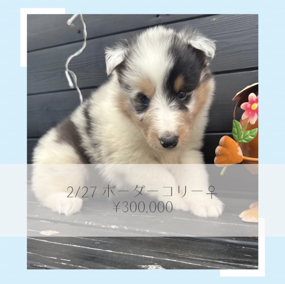 ボーダーコリー/ご家族募集中の画像