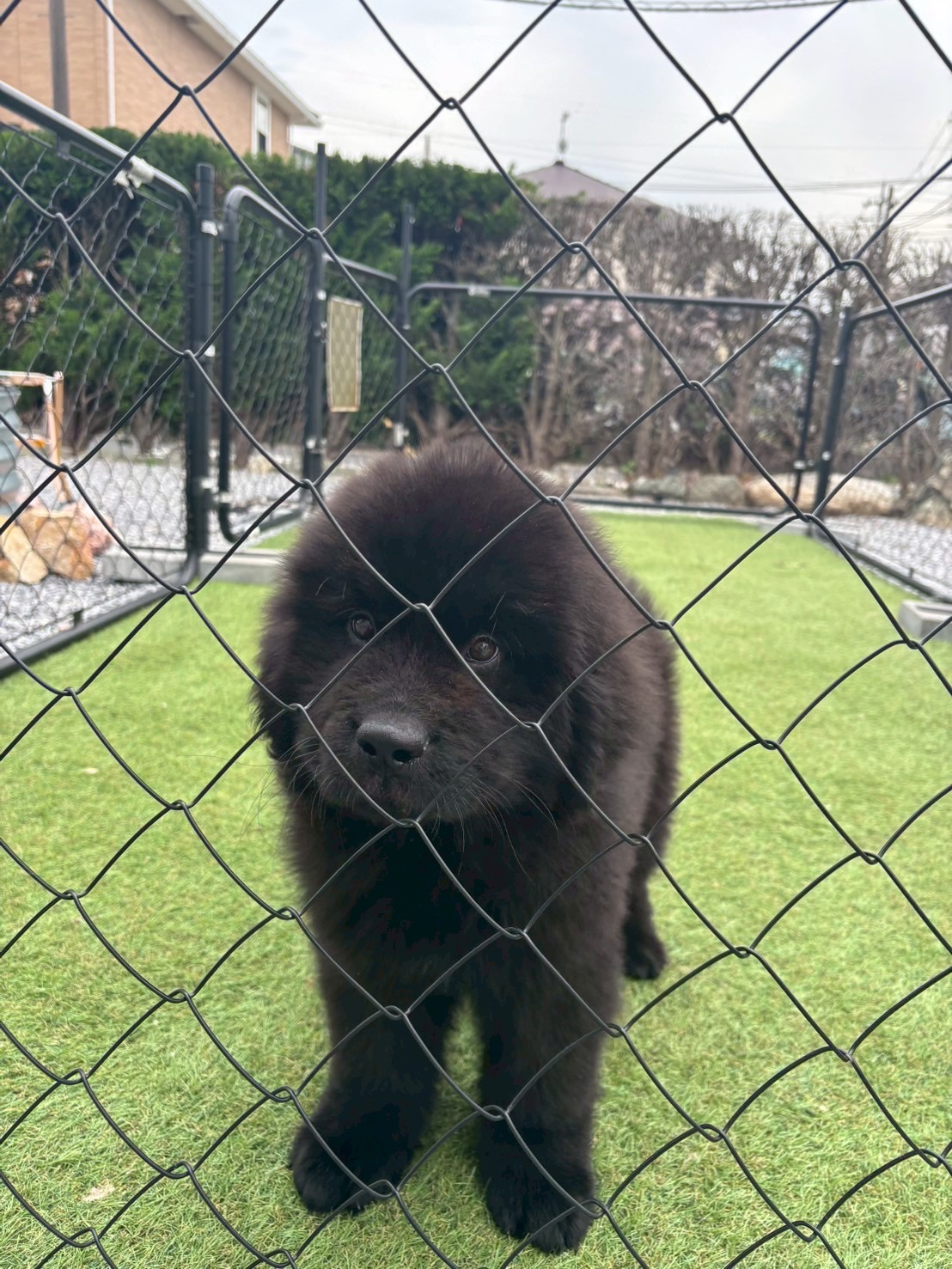 ニューファンドランド/ご家族決まりましたの画像