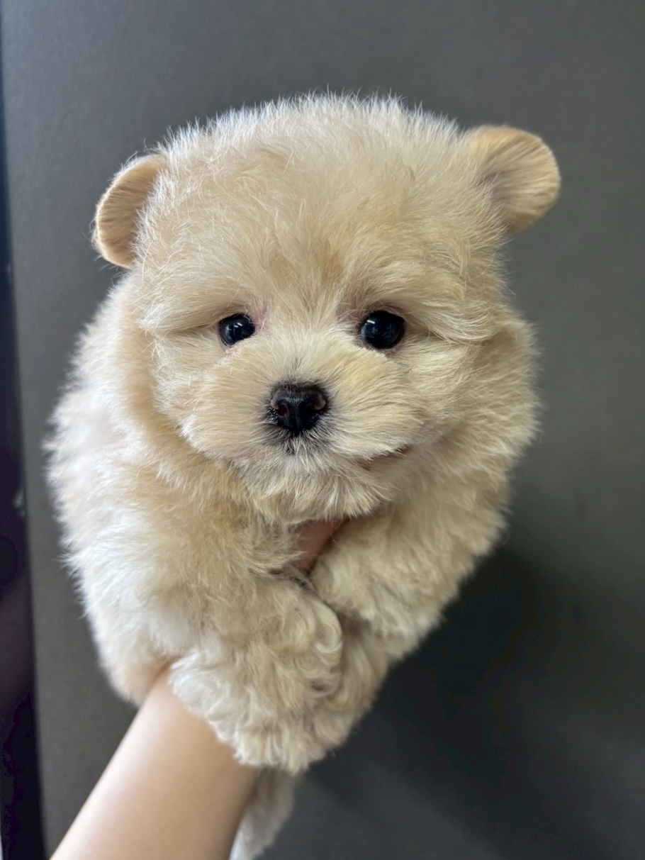 ポメプー/ご家族決まりましたの画像