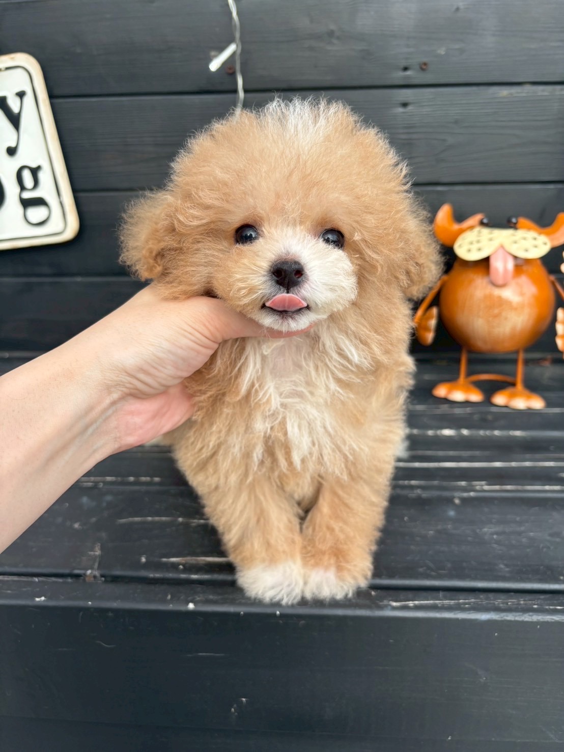 4358ビションプー/ご家族決まりましたの画像